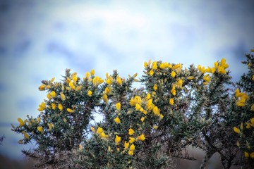 yellow flowers against sky