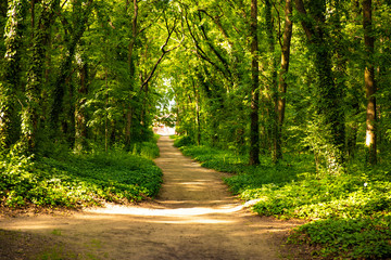 Fototapeta na wymiar A Beautiful Forest Path on a Way Home in The Green Woods