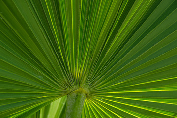 Obraz premium Bright green palm frond in the Florida Keys