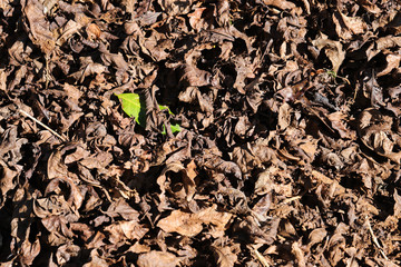 The dried leaves fallen on the ground of the arabica coffee plantation of Brazil, state of Espirito Santo, near the Caparaó National Park. Region of the country's best elected coffee.