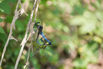 Dragonfly couple mating