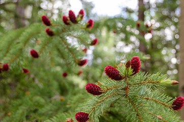 Budding Red Pine Cones in High Desert Forest