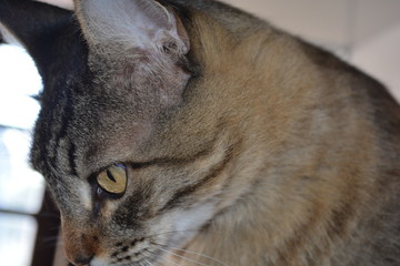 cat with green eyes