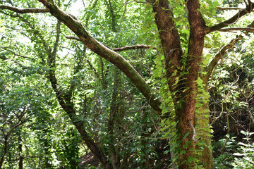 Obraz premium 日本の広島県の大久野島の木