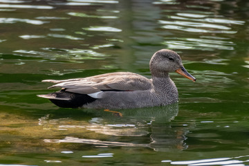 Gadwall (Anas strepera) male swimming