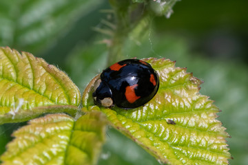 The pine ladybird ( Exochomus qadripustulatus)