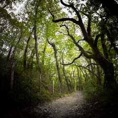 Obraz premium walking on beautiful mysterious forest pathway in springtime