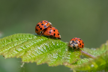 Harlequin ladybird ( Harmonia axyridis) mating.