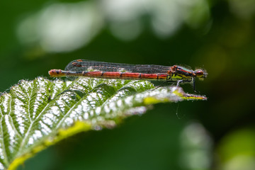 Large red damselfly (Pyrrhosoma nymphula)