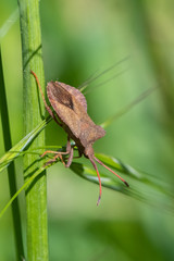 Brown shield bug Arma custos on a grass