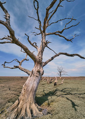 Fototapeta na wymiar Dead trees on Porlock Marsh on a sunny day with blue sky portrait format