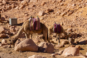 Egypt. Dromedary from the Sinai Peninsula. Arabian camel (Camelus dromedarius). Moses Mount. Pilgrimage place and famous tourist destination. The pack animal life in a Bedouin Village.