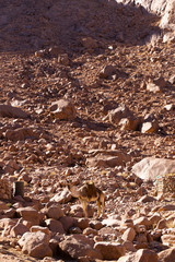 Naklejka na ściany i meble Egypt. Dromedary from the Sinai Peninsula. Arabian camel (Camelus dromedarius). Moses Mount. Pilgrimage place and famous tourist destination. The pack animal life in a Bedouin Village.