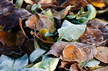 Frosted dry autumn leaves. Early winter nature background.