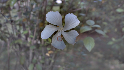 White Flower