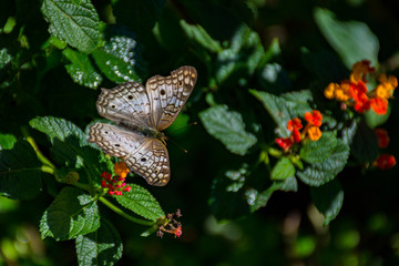 Colorful butterflies with natural beauty