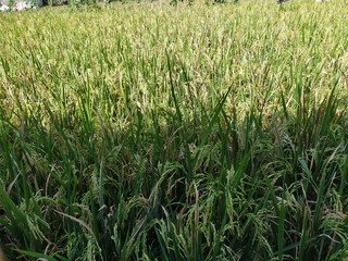 rice fields in the fields