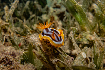 Sea slug in the Red Sea Colorful and beautiful, Eilat Israel