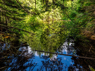 A Pond on Johns Lake Loop in Glacier National Park is a Reflection Pool