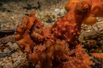 Octopus king of camouflage in the Red Sea, eilat israel 