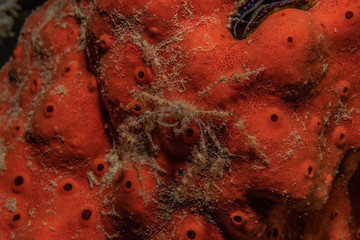 Coral reefs and water plants in the Red Sea, Eilat Israel