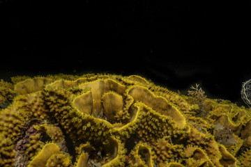 Obraz premium Coral reefs and water plants in the Red Sea, Eilat Israel