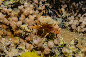 Coral reefs and water plants in the Red Sea, Eilat Israel