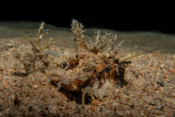 Scorpion fish Amazing camouflage in the Red Sea, Eilat Israel
