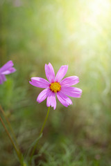 The background image of the colorful flowers