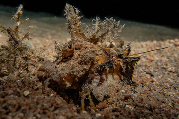 Scorpion fish Amazing camouflage in the Red Sea, Eilat Israel