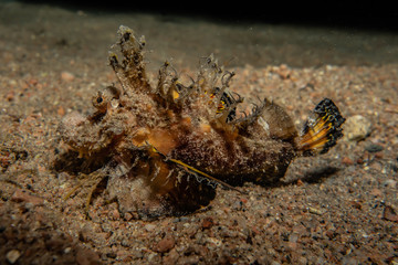 Scorpion fish Amazing camouflage in the Red Sea, Eilat Israel