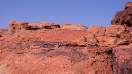 Fototapeta premium Ring-tailed dragon lizard on the rock in Western Australia