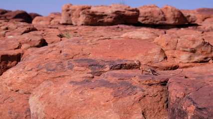 Fototapeta premium Ring-tailed dragon lizard on the rock in Western Australia