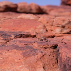 Ring-tailed dragon lizard on the rock in Western Australia