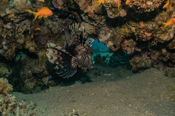 Coral reefs and water plants in the Red Sea, Eilat Israel
