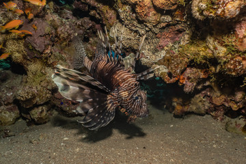 Lion fish in the Red Sea colorful fish, Eilat Israel