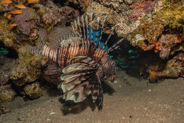 Lion fish in the Red Sea colorful fish, Eilat Israel