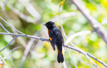 Beautiful Black & Orange Male American Redstart (Setophaga ruticilla) Perched on a Branch in...