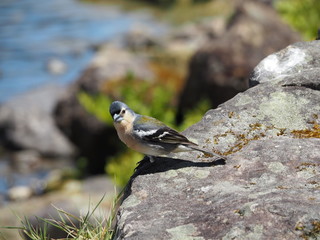bird on rock