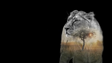 lion, Savannah, double exposure on uniform background