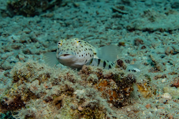 Fish swim in the Red Sea, colorful fish, Eilat Israel