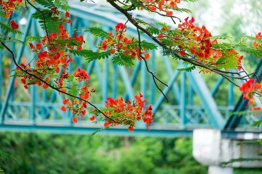 Red Flowers on Steel birdge background