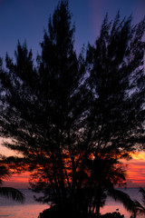 Sunset through trees