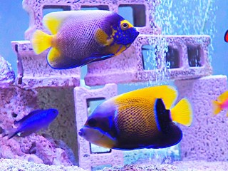 tropical fish in aquarium