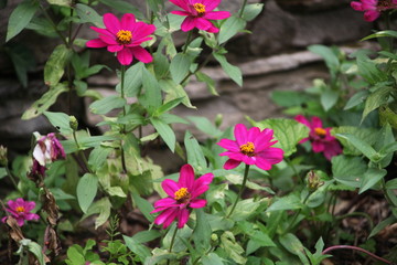 flowers in the garden