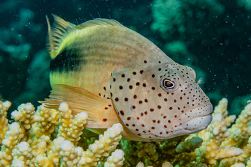 Fish swim in the Red Sea, colorful fish, Eilat Israel