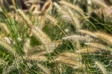 Beautiful whisk of grass growing in a summer field or on a meadow