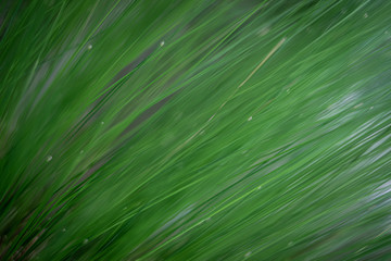 Fine grass 02
