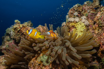 Fototapeta na wymiar Clownfish in the Red Sea Colorful and beautiful, Eilat Israel