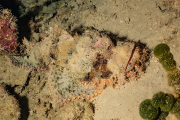 Scorpion fish Amazing camouflage in the Red Sea, Eilat Israel